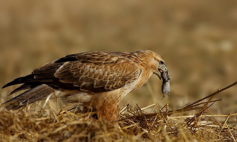 Обыкновенный канюк Buteo Buteo