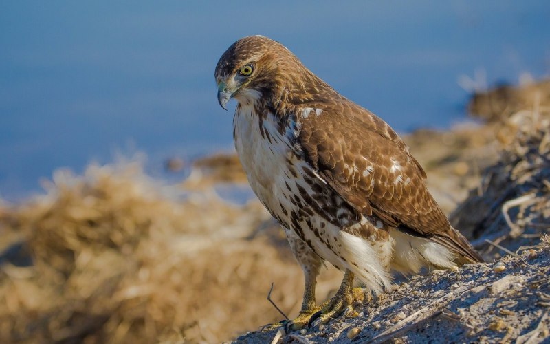 Курганник (Buteo rufinus)