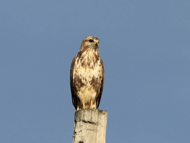 Орёл-карлик (Aquila pennata)