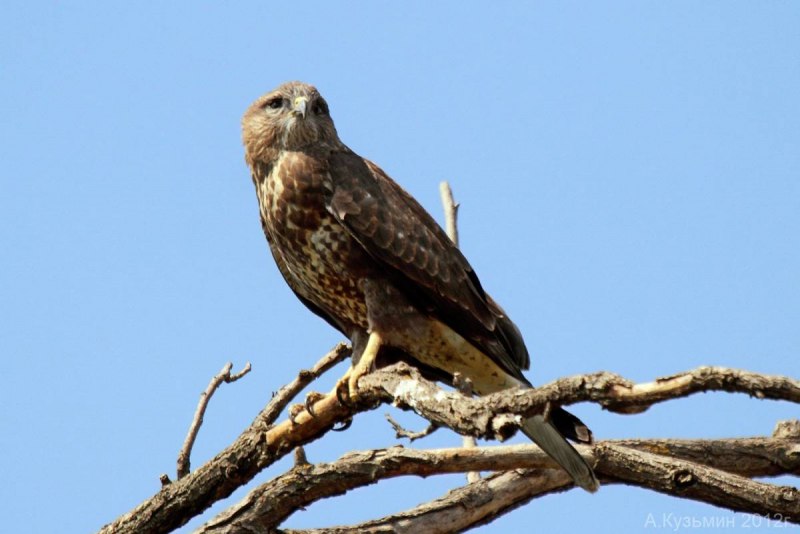 Канюк обыкновенный, Сарыч (Buteo Buteo)