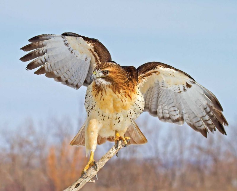 Обыкновенный канюк Buteo Buteo