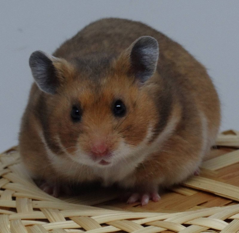 Хомяк Mesocricetus