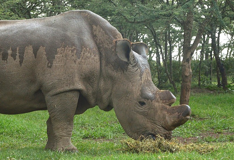 Белого носорога Ceratotherium simum Cottoni