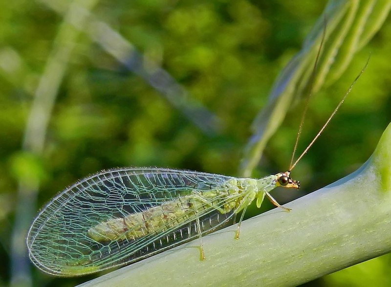 Chrysopidae (златоглазка)