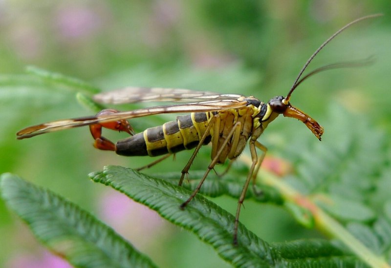Мошка Широконогая (Eusimulium Latipes).