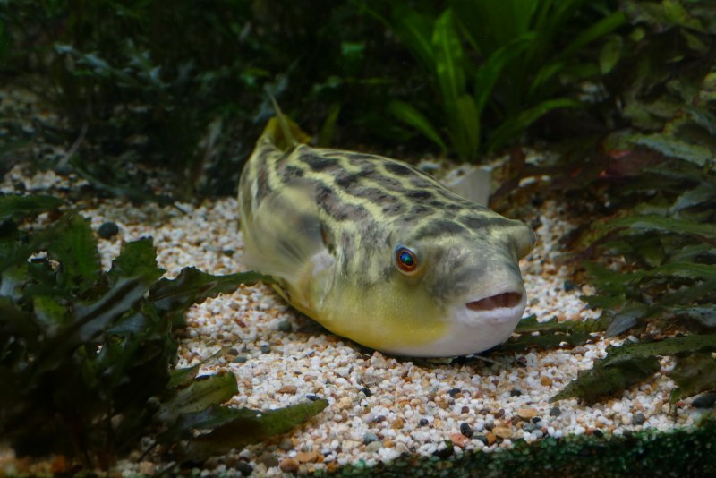 Arothron hispidus