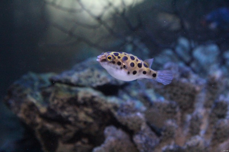 Рыбка Pea Puffer