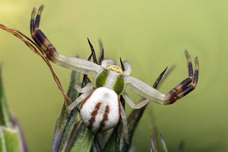 Misumena vatia паук