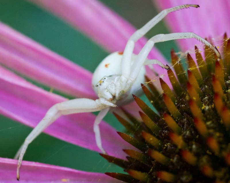 Цветочный паук Misumena vatia