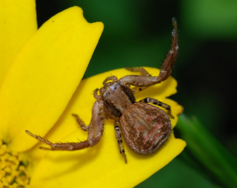 Паук Xysticus