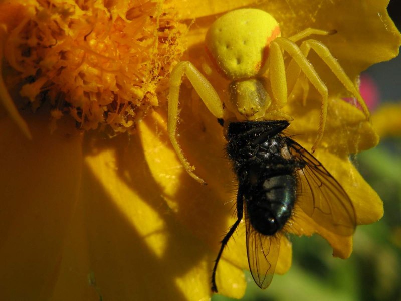Цветочный желтый паук (Misumena vatia)