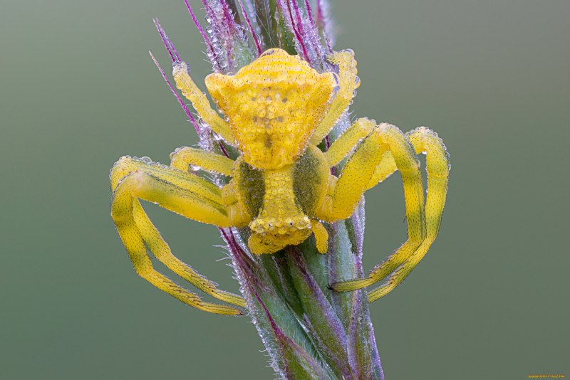 Thomisus onustus