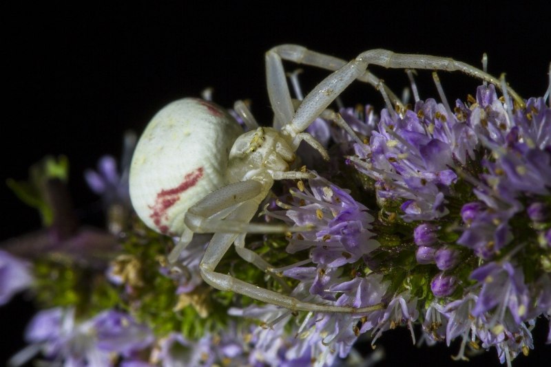 Goldenrod Crab Spider