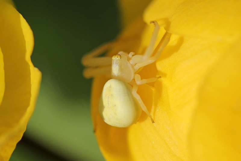 Цветочный паук Misumena vatia