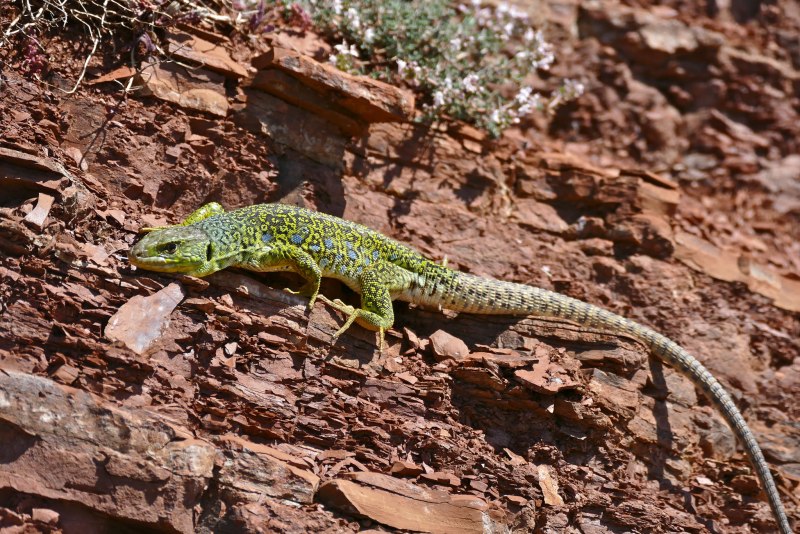 Lacerta lepida