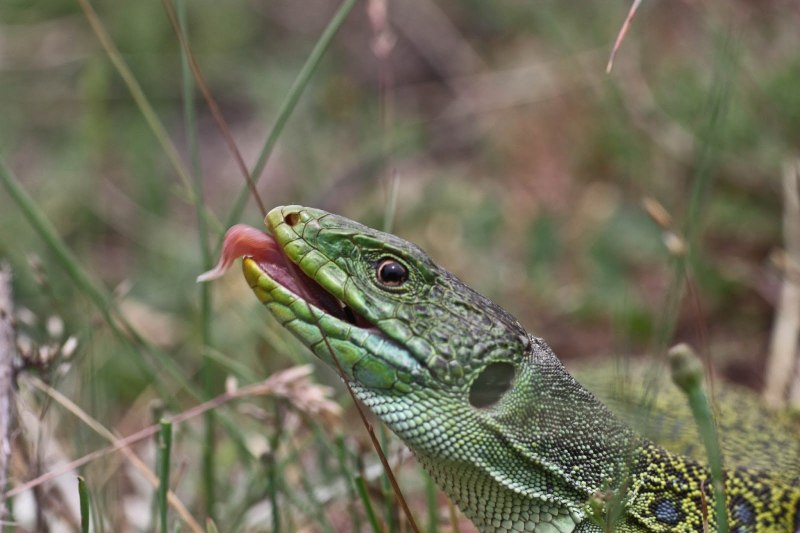 Lacerta lepida