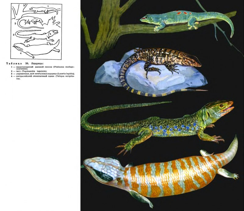 Geckolepis maculata