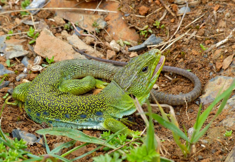Lacerta lepida