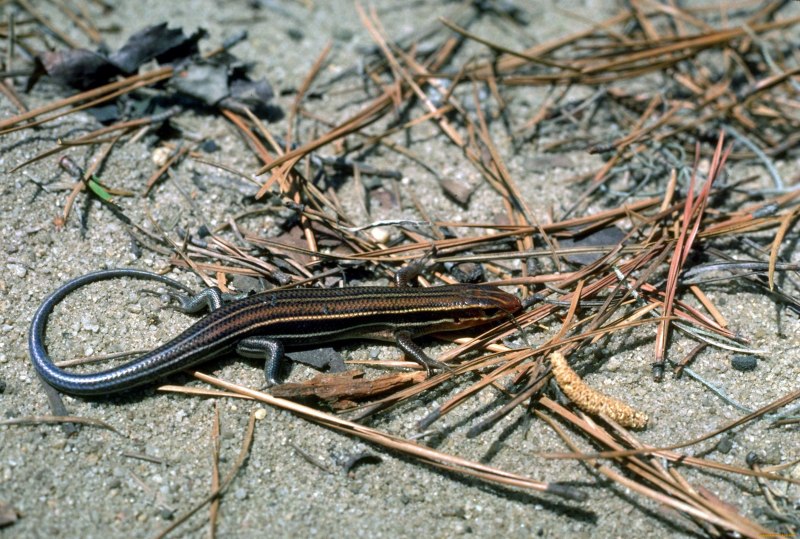 Anatololacerta oertzeni