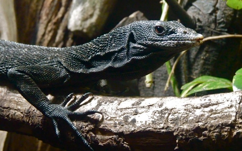 Уайт Лизард (White Lizard