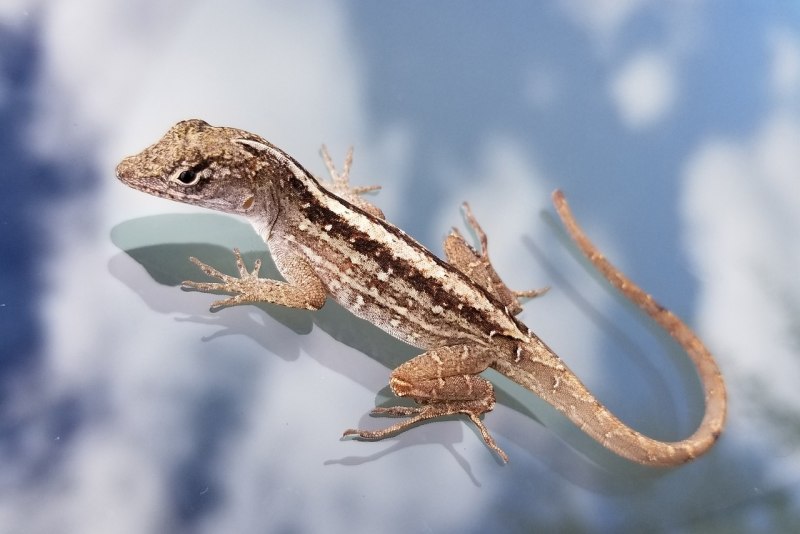 Lacerta lepida