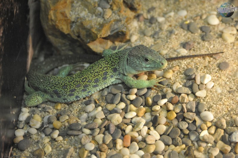 Жемчужная ящерица (Lacerta lepida)