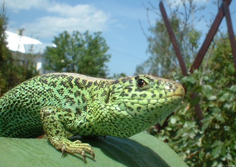 Liolaemus multiformis