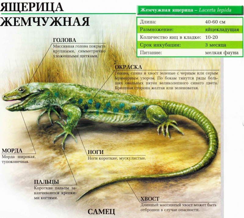 Ящерицы яги цена