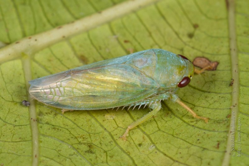 Katydid певчая
