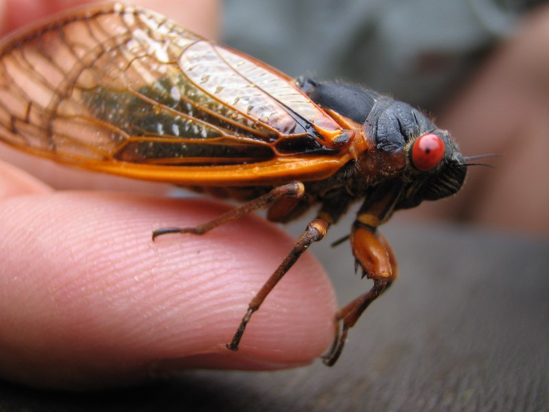 Cyclochila australasiae