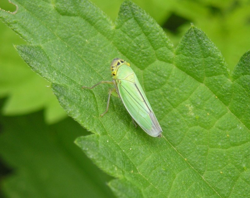Cicadella viridis - цикадка зеленая