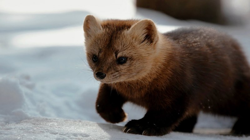 Американская норка (Mustela Vison)