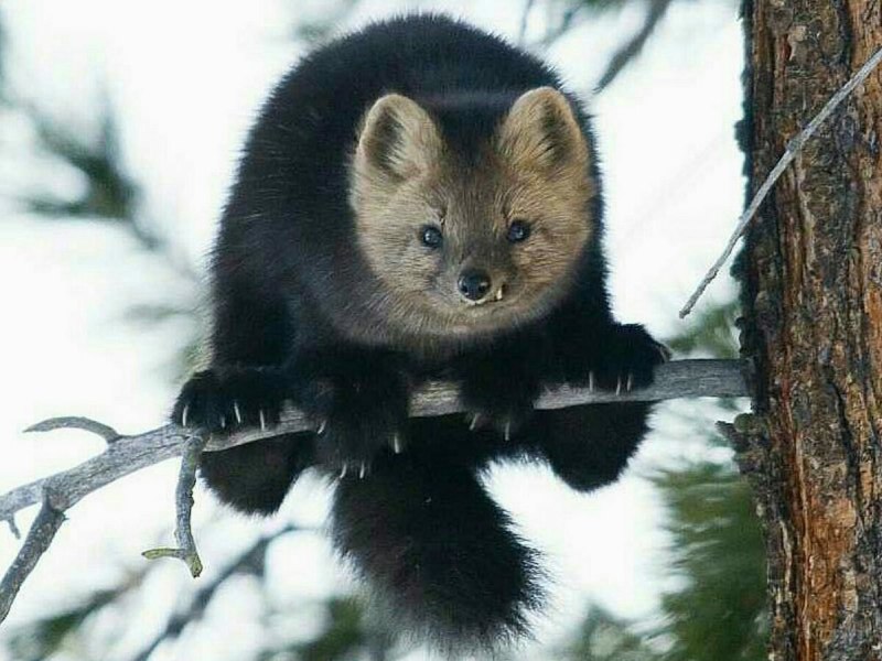 Европейская норка Mustela lutreola (Linnaeus, 1761)