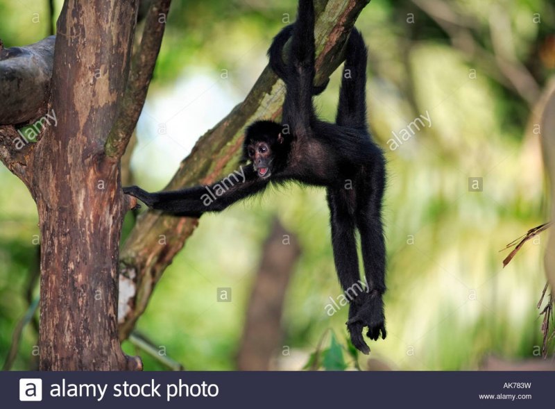 Коата обезьяна
