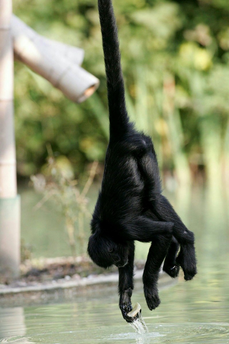 Ateles fusciceps