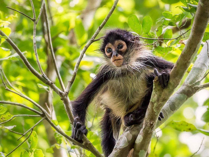 Коата Жоффруа (Ateles Geoffroy