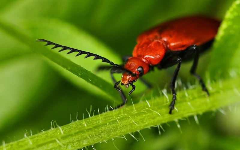 Клоп-солдатик – Pyrrhocoris apterus