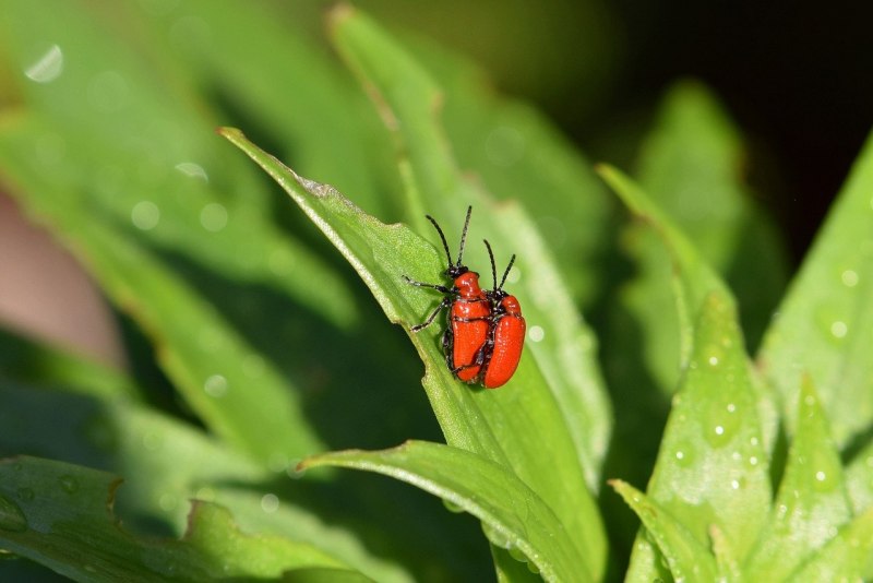 Eurydema ventralis