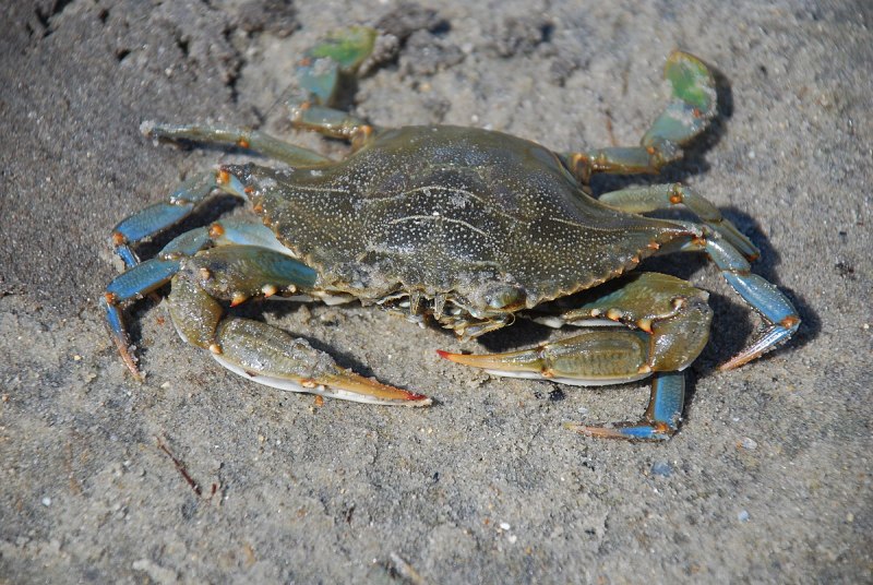 Blue Crab Мармарис