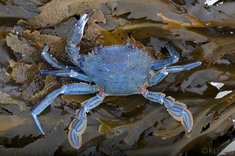 Portunus pelagicus краб
