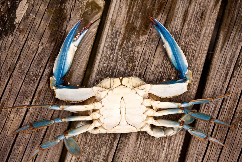Голубой краб-плавунец (лат. Callinectes sapidus)