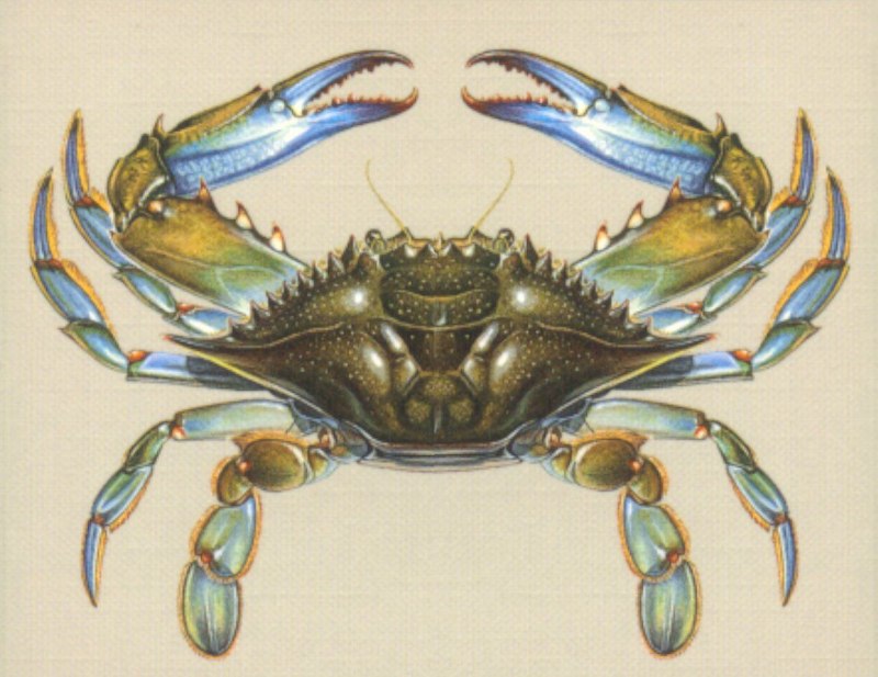 Королевский Камчатский краб колючий