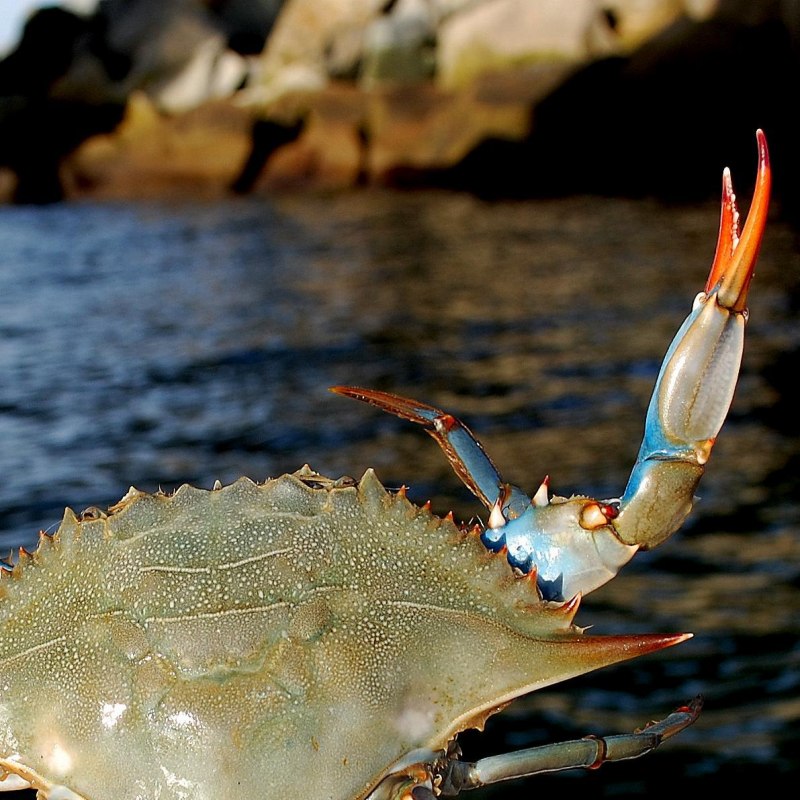 Carcinus aestuarii