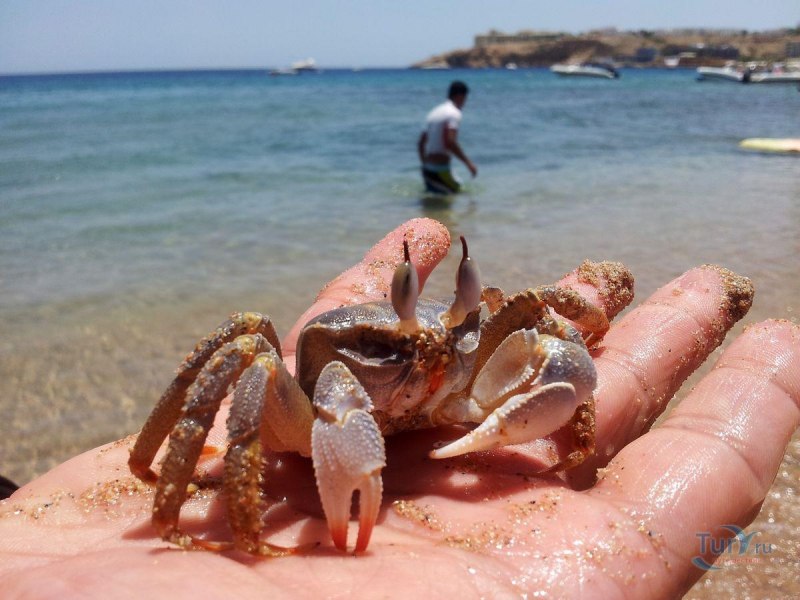Морской краб