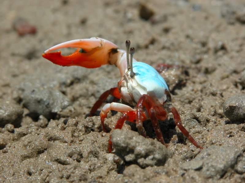 Крабы Северного моря