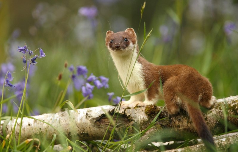 Ласка обыкновенная (Mustela nivalis)