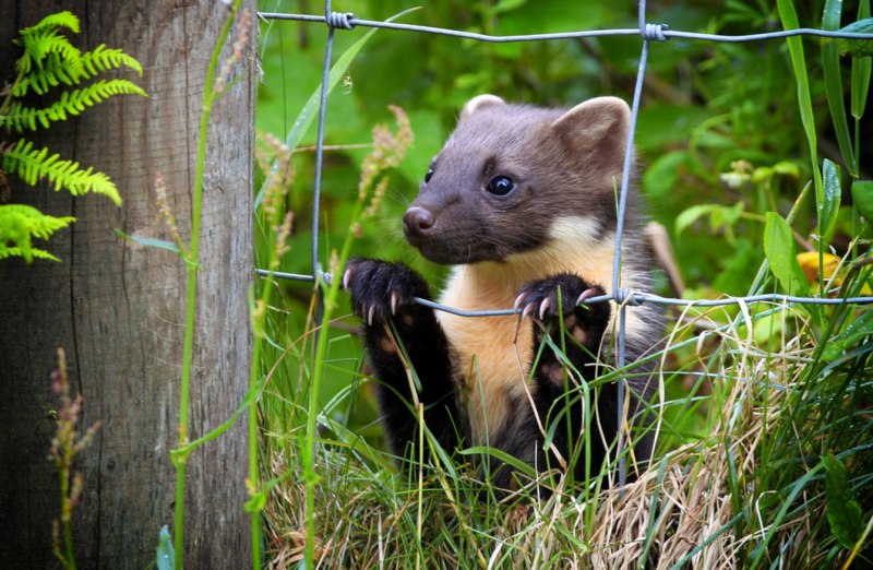Европейская норка Mustela lutreola (Linnaeus, 1761)