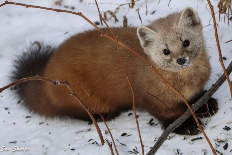 Горностай (Mustela erminea)
