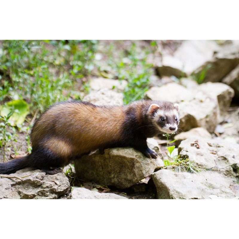 Горностай (Mustela erminea)