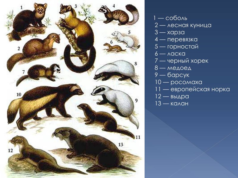 Лесная куница с добычей